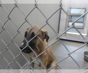 Great Dane Dogs for adoption in Temple, TX, USA