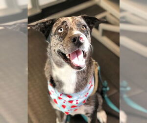 Australian Shepherd-Huskies  Mix Dogs for adoption in Miami, FL, USA