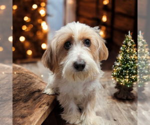 Mutt Dogs for adoption in Vail, AZ, USA