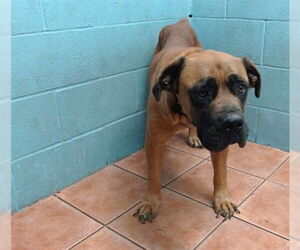 Mastiff Dogs for adoption in Downey, CA, USA