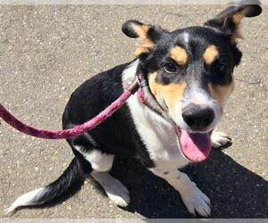 Bordernese Dogs for adoption in Sacramento, CA, USA
