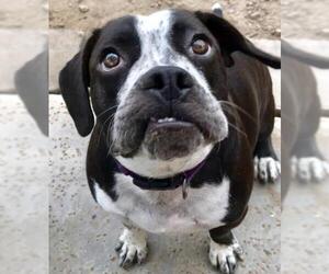 Bogle Dogs for adoption in San Bernardino , CA, USA
