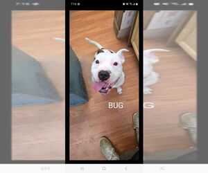 American Staffordshire Terrier-Unknown Mix Dogs for adoption in Richmond, IN, USA