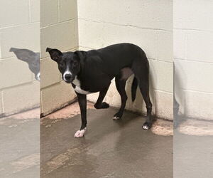 Mutt Dogs for adoption in Jackson, MS, USA