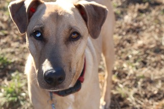 Medium Photo #1 Labrador Retriever-Unknown Mix Puppy For Sale in Nashville, TN, USA