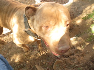 American Staffordshire Terrier Dogs for adoption in MORENO VALLEY, CA, USA