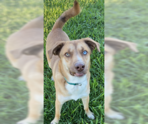 Mountain Cur-Siberian Husky Mix Dogs for adoption in Sistersville, WV, USA