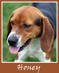 Beagle-Unknown Mix Dogs for adoption in Sullivan, IN, USA