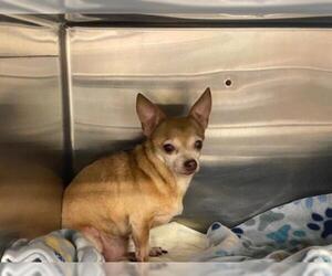 Chihuahua Dogs for adoption in Waco, TX, USA