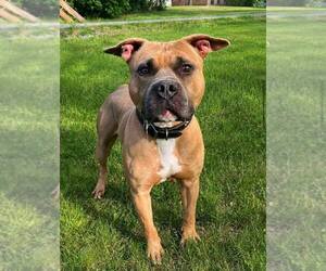 Mutt Dogs for adoption in Martinsburg, WV, USA
