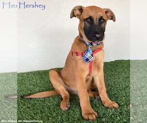 Mutt Dogs for adoption in San Diego, CA, USA