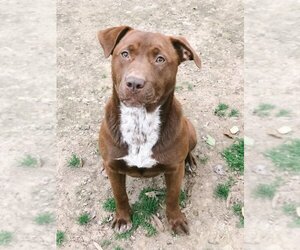 Labrador Retriever Dogs for adoption in Rossville, TN, USA