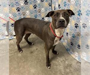 Staffordshire Bull Terrier-Unknown Mix Dogs for adoption in Rosenberg, TX, USA
