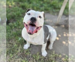 Small American Pit Bull Terrier Mix