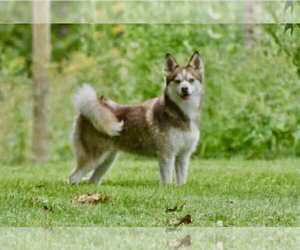Pomsky Dogs for adoption in Sterling, MA, USA