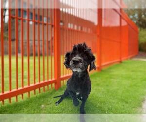 Maltese-Unknown Mix Dogs for adoption in Las Vegas, NV, USA