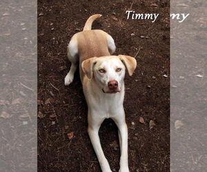 Siberian Husky-Unknown Mix Dogs for adoption in Sequim, WA, USA