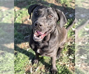 Great Dane-Labrador Retriever Mix Dogs for adoption in Lakewood, CO, USA