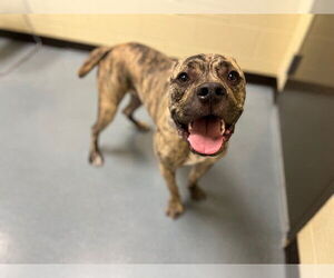 American Pit Bull Terrier Dogs for adoption in Denver, CO, USA