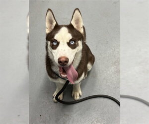 Siberian Husky-Unknown Mix Dogs for adoption in Peoria, IL, USA