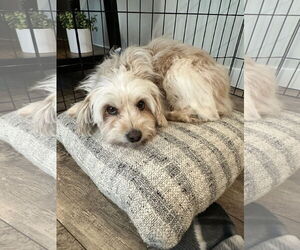 Maltese-Unknown Mix Dogs for adoption in Bellevue, WA, USA