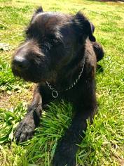 Small Chinese Shar-Pei Mix