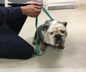 Bulldog Dogs for adoption in Riverside, CA, USA