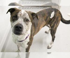 American Pit Bull Terrier-Unknown Mix Dogs for adoption in Grasswood, Saskatchewan, Canada