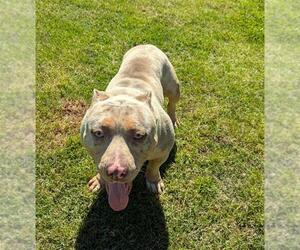 Staffordshire Bull Terrier Dogs for adoption in Grovetown, GA, USA