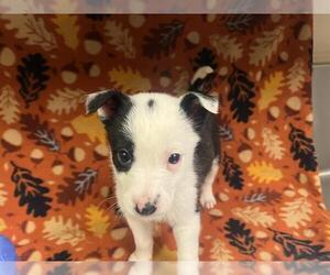 Mutt Dogs for adoption in HESPERIA, CA, USA