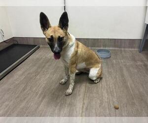 Mutt Dogs for adoption in Pasadena, CA, USA