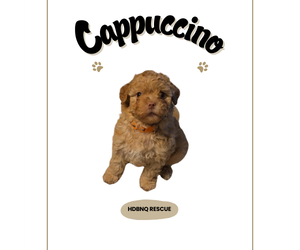 Maltipoo (Miniature) Dogs for adoption in Pacifica, CA, USA