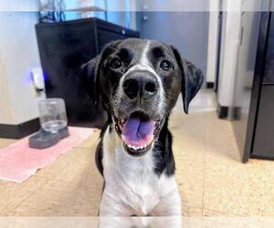 Pointer Dogs for adoption in Olathe, KS, USA