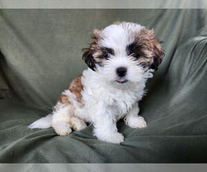 Maltese-Poodle (Toy) Mix Dogs for adoption in Pacolet, SC, USA