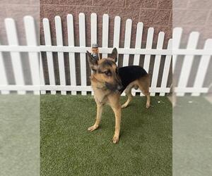 German Shepherd Dog Dogs for adoption in Modesto, CA, USA