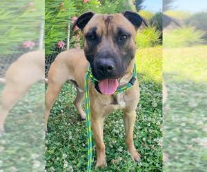Black Mouth Cur-Mastiff Mix Dogs for adoption in Sacramento, CA, USA