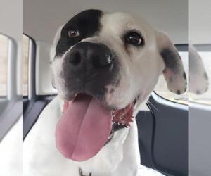 American Bulldog Dogs for adoption in Alexandria, VA, USA