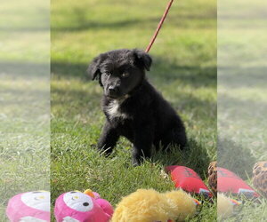 Mutt Dogs for adoption in Yardley, PA, USA