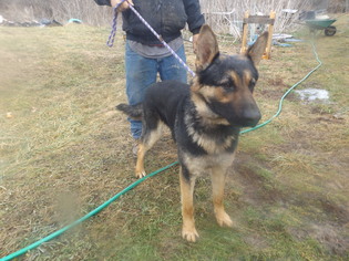German Shepherd Dog Dogs for adoption in Zaleski, OH, USA