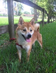 Shiba Inu Dogs for adoption in Davie, FL, USA