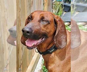 Redbone Coonhound Dogs for adoption in Walnutport, PA, USA