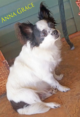 Papillon Dogs for adoption in Griffin, GA, USA
