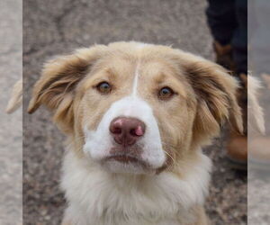 Great Pyrenees-Unknown Mix Dogs for adoption in Huntley, IL, USA