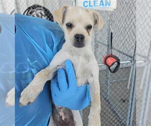 Chug Dogs for adoption in Bakersfield, CA, USA