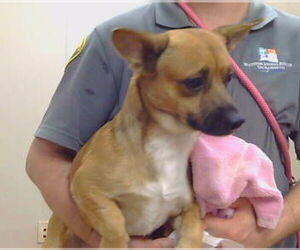 Chihuahua Dogs for adoption in Sacramento, CA, USA