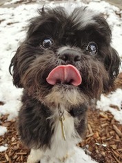 Shih Tzu Dogs for adoption in Sandy, UT, USA