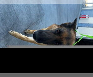 German Shepherd Dog Dogs for adoption in HESPERIA, CA, USA