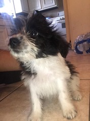 ShihPoo Dogs for adoption in Houston, TX, USA