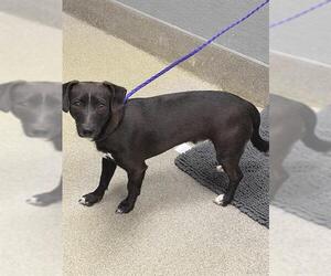 Dachshund-Unknown Mix Dogs for adoption in Las Vegas, NV, USA