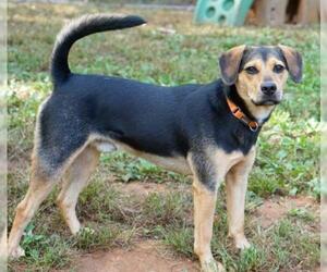 Shepradors Dogs for adoption in Rocky Mount, VA, USA